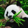 PandaBeastMode